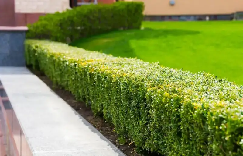 setos jardin